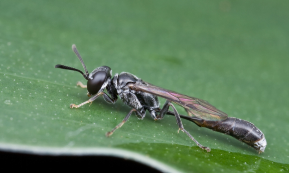 Parasitoid wasp on leaf