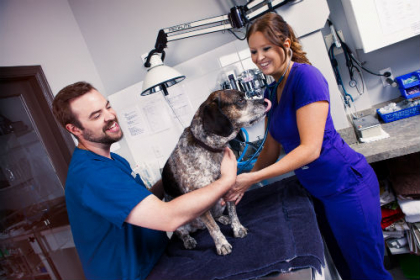 Veterinary Office and Animal Care Certificate | Douglas College