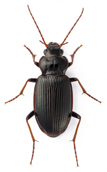 Nebria brevicollis