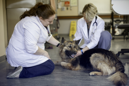 Doctors with a dog