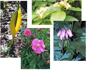 Urban Ecology Resources Plants