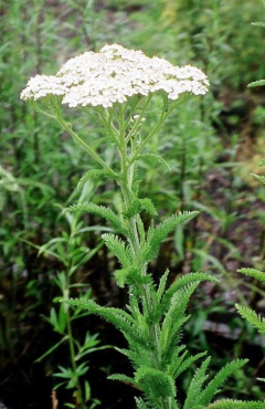 Plant in a garden