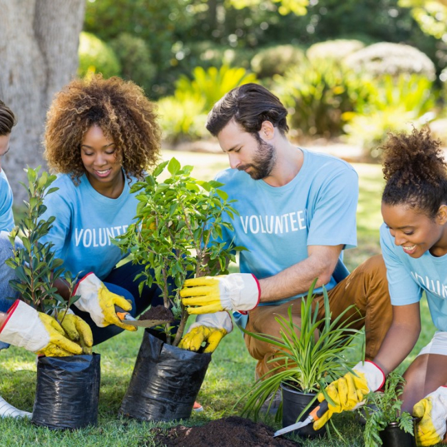 Four volunteers kneeling down and planting flowers